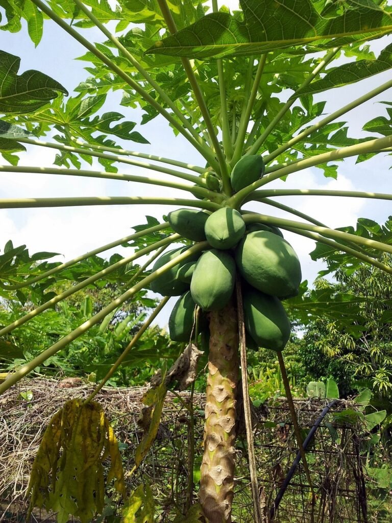 papaya, fruits, plants-314457.jpg