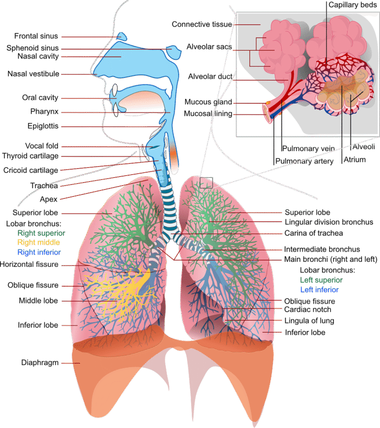 health, medicine, anatomy-41508.jpg
