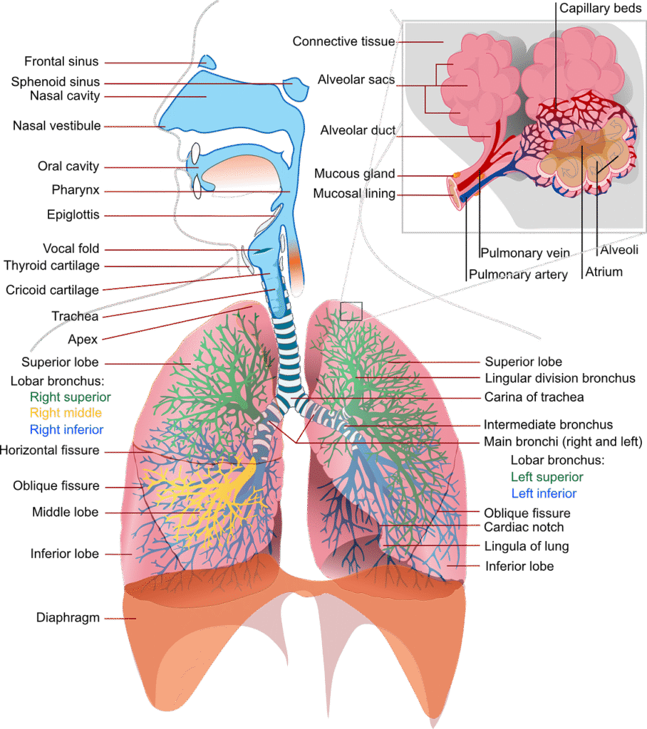health, medicine, anatomy-41508.jpg